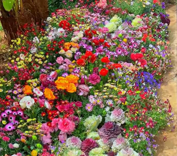 Mixed Perennial Flowers Seeds-Over 60 kinds mixed